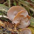 Auricularia_auricula-judae_am3112