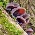 Auricularia_auricula-judae_be4821