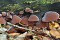 Auricularia_auricula-judae_ca3110