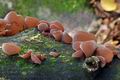 Auricularia_auricula-judae_ca3113