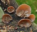 Auricularia_auricula-judae_ca3119