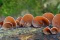 Auricularia_auricula-judae_ca3124