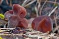 Auricularia_auricula-judae_ca8762s