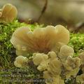 Auricularia_mesenterica_aj1703