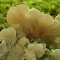 Auricularia_mesenterica_aj1711