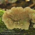 Auricularia_mesenterica_aj1719