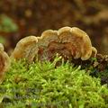 Auricularia_mesenterica_aj1731