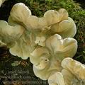 Auricularia_mesenterica_aj1734