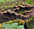 Auricularia_mesenterica_bi5657