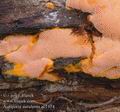 Auriporia_aurulenta_ac2174