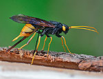 urocerus_gigas_ka3638