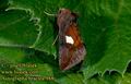 Autographa_bractae_988