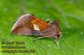 Autographa_bractea_989