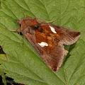 Autographa_bractea_a2886