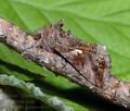 Autographa_gamma_a4392