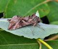 Autographa_gamma_bs1826