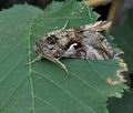 Autographa_gamma_bu9804