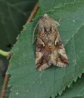 Autographa_gamma_bu9814