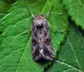 Autographa_gamma_jc3678s