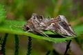 Autographa_gamma_jc3692s