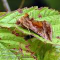 Autographa_jota_al3604