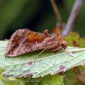 Autographa_jota_al3607