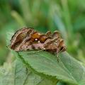 Autographa_jota_al3970