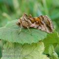 Autographa_jota_al3975