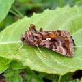 Autographa_jota_bk0493