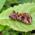 Autographa_jota_bk0493