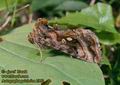 Autographa_pulchrina_2952