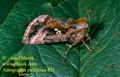 Autographa_pulchrina_821