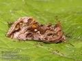 Autographa_pulchrina_a590