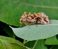 Autographa_pulchrina_bs1835