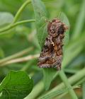 Autographa_pulchrina_bu0575