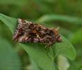 Autographa_pulchrina_bu0577