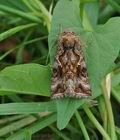 Autographa_pulchrina_bu0583