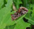 Autographa_pulchrina_bu5812