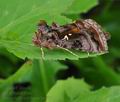 Autographa_pulchrina_bu5816