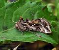 Autographa_pulchrina_bu6005