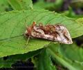 Autographa_pulchrina_bu6059