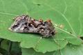 Autographa_pulchrina_hz9674