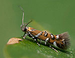 vulcaniella_pomposella_dt4624s