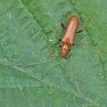 Axinopalpis_gracilis_bh3540
