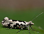 ypsolopha_sequella_jb3242s