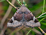 zethes_insularis_jh6328s