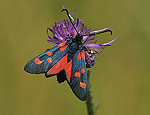 zygaena_trifolii_bd1072