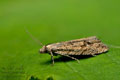 Bactra_lancealana_jj6059s