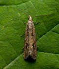 Bactra_lancealana_jj6085s