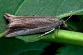 Bactra_robustana_cc6372s